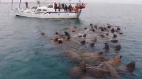 Walrus audience